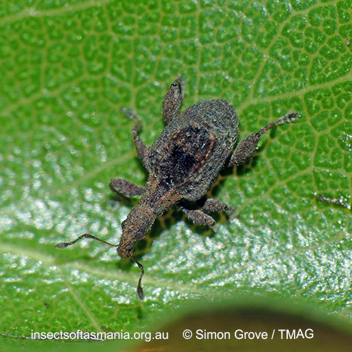 Stephanorhynchus crassus