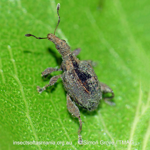 Stephanorhynchus crassus