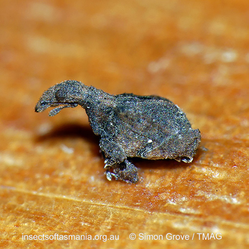 Stephanorhynchus crassus