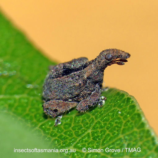 Stephanorhynchus crassus