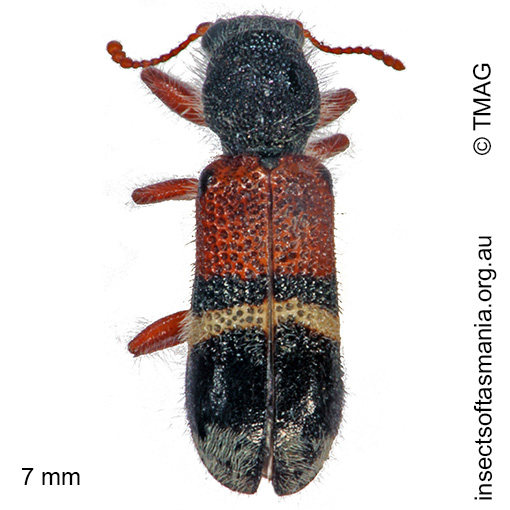 Tarsostenus hilaris