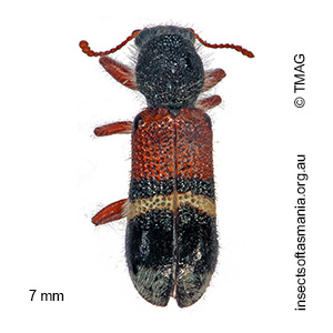 Tarsostenus hilaris