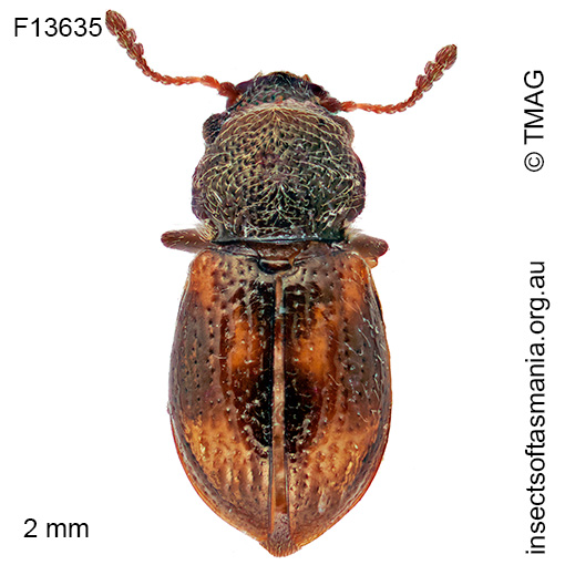 Tasmosalpingus-quadrispilotus Tasmosalpingus quadrispilotus