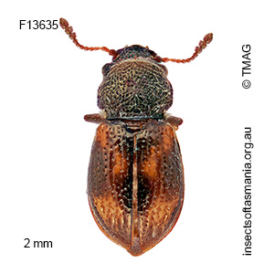 Tasmosalpingus quadrispilotus