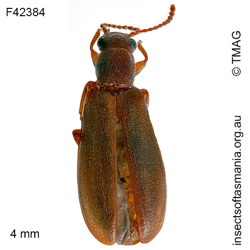 Trichosalpingus TFIC sp 01
