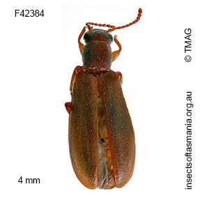 Trichosalpingus TFIC sp 01