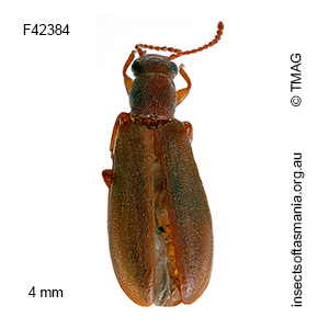 Trichosalpingus TFIC sp 01