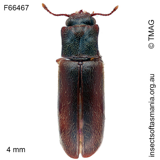 Trogoxylon-ypsilon Trogoxylon ypsilon