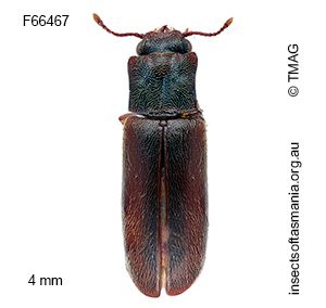 Trogoxylon ypsilon