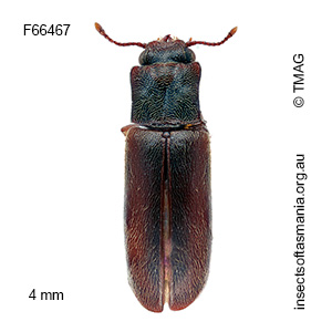 Trogoxylon ypsilon