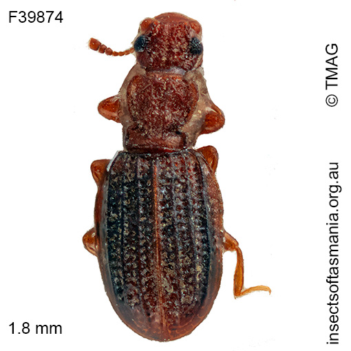 Cartodere-minor Cartodere minor