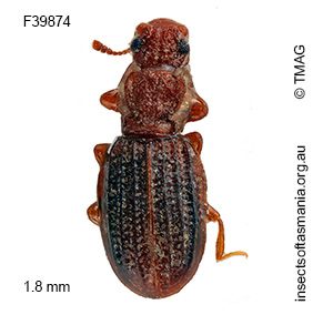 Cartodere minor