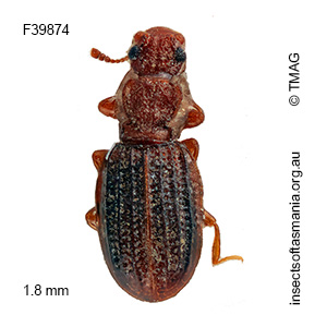 Cartodere minor