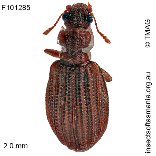 Cartodere satelles