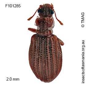 Cartodere satelles