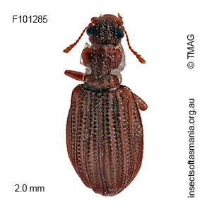 Cartodere satelles