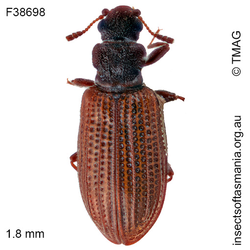 Latridius-obsoletus Latridius obsoletus