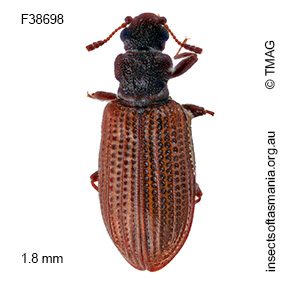 Latridius obsoletus