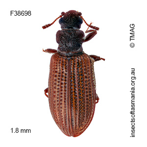 Latridius obsoletus