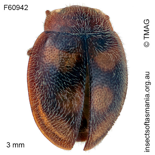 Rhyzobius waterhousii
