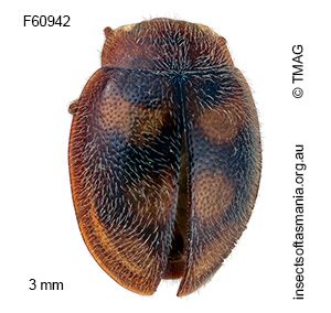 Rhyzobius waterhousii