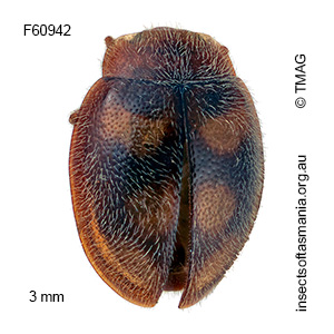 Rhyzobius waterhousii