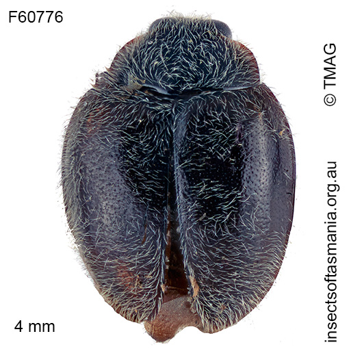 Scymnus duplopunctatus