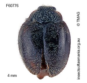 Scymnus duplopunctulatus