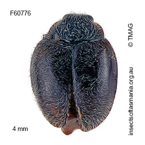 Scymnus duplopunctulatus