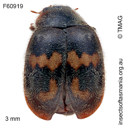 Scymnus tasmanicus