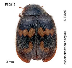 Scymnus tasmanicus