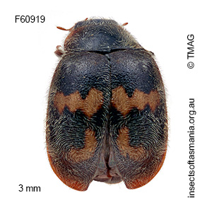 Scymnus tasmanicus
