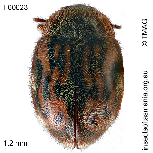 Rhyzobius tasmanicus