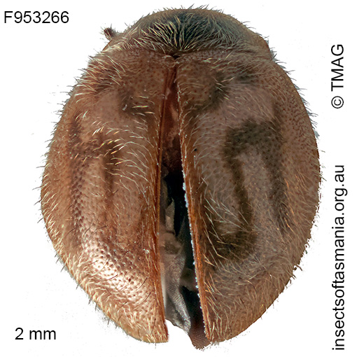 Rhyzobius alphabeticus