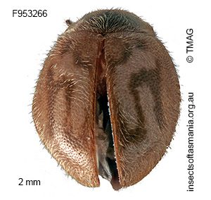 Rhyzobius alphabeticus