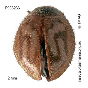 Rhyzobius alphabeticus