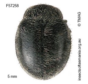 Rhyzobius forestieri