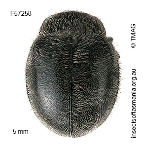 Rhyzobius forestieri