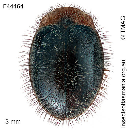 Rhyzobius hirtellus