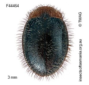 Rhyzobius hirtellus