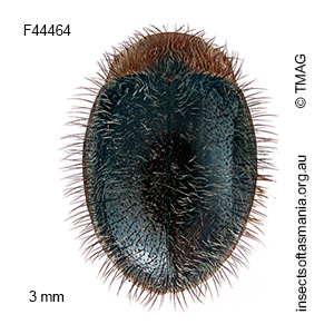 Rhyzobius hirtellus