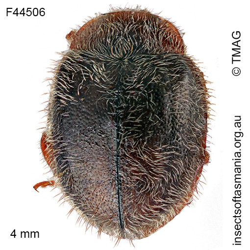 Rhyzobius josephi