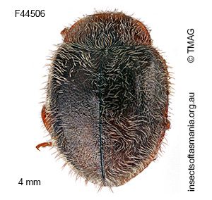 Rhyzobius josephi