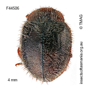 Rhyzobius josephi