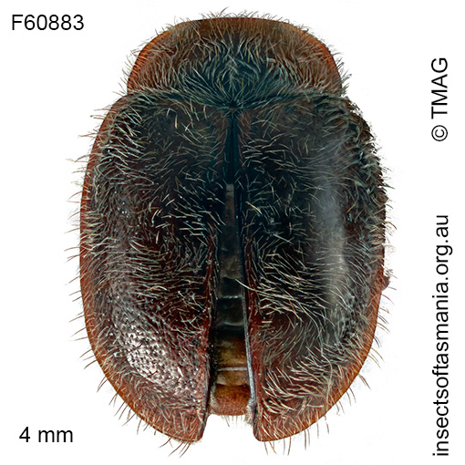 Rhyzobius josephi