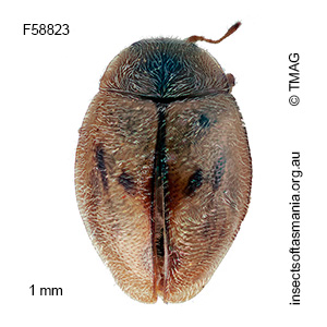 Rhyzobius nigrovarius