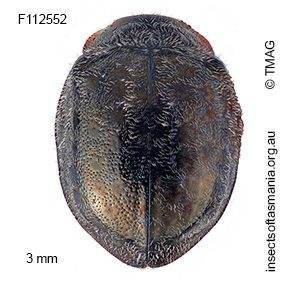 Rhyzobius pelion