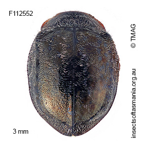 Rhyzobius pelion