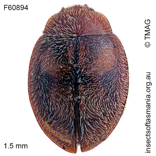 Rhyzobius-pseudopulcher Rhyzobius pseudopulcher