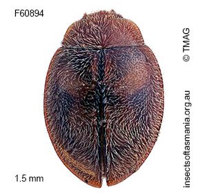 Rhyzobius pseudopulcher